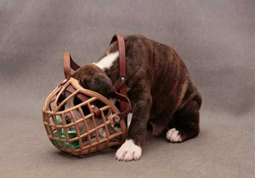 Щенок в наморднике Щенок в наморднике