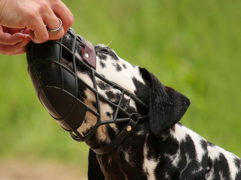 Намордник для собаки Намордник для собаки