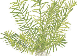 Дидиплис диандра Дидиплис диандра