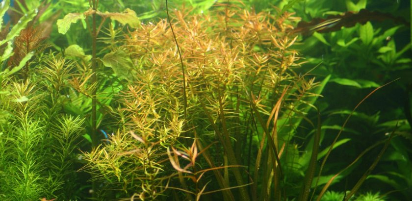 Дидиплис диандра Дидиплис диандра