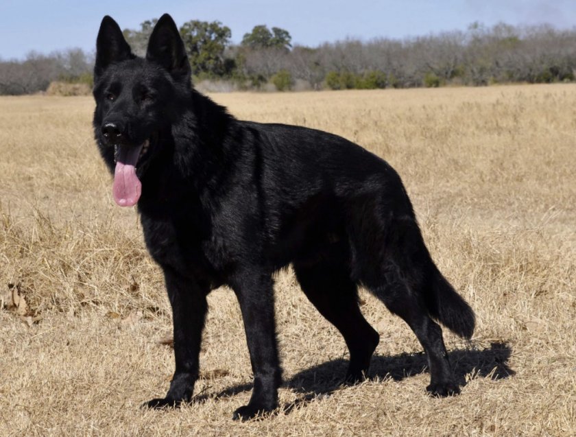 Черный окрас немецкой овчарки
