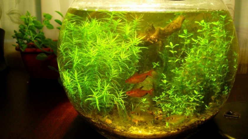 Дидиплис диандра Дидиплис диандра