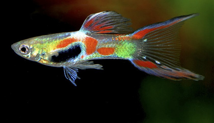 Гуппи эндлера