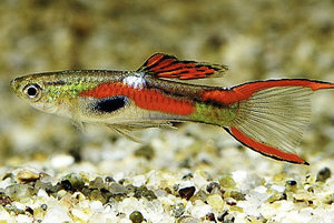 Гуппи эндлера