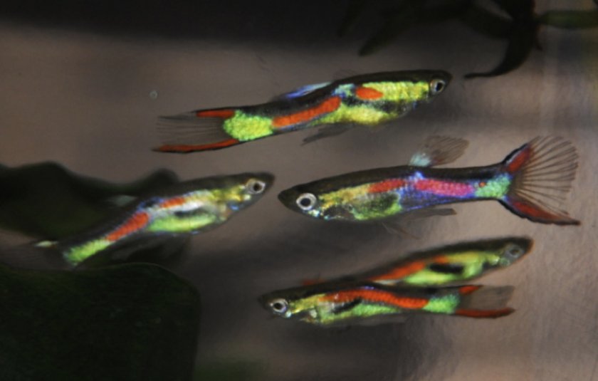 Гуппи эндлера Гуппи эндлера