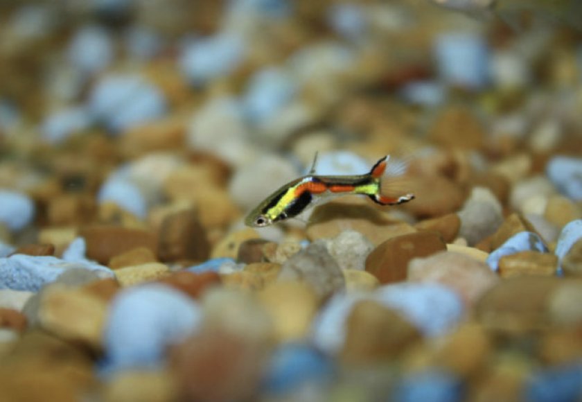 Грунт для рыбок Грунт для рыбок