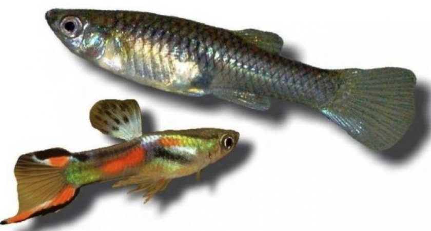 Самец и самка