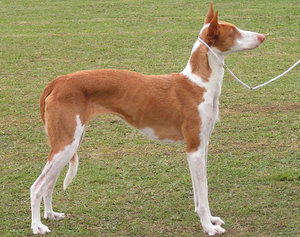 Поденко ибиценко Поденко ибиценко