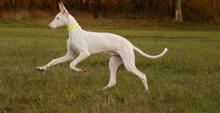 Поденко ибиценко Поденко ибиценко