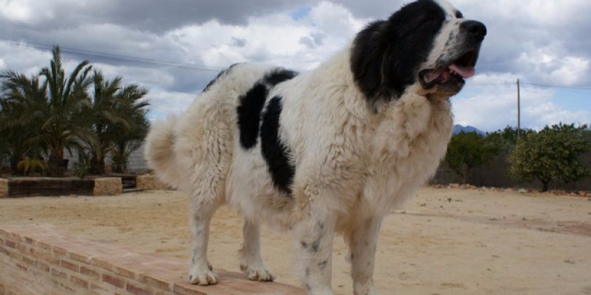 Пиренейский мастиф