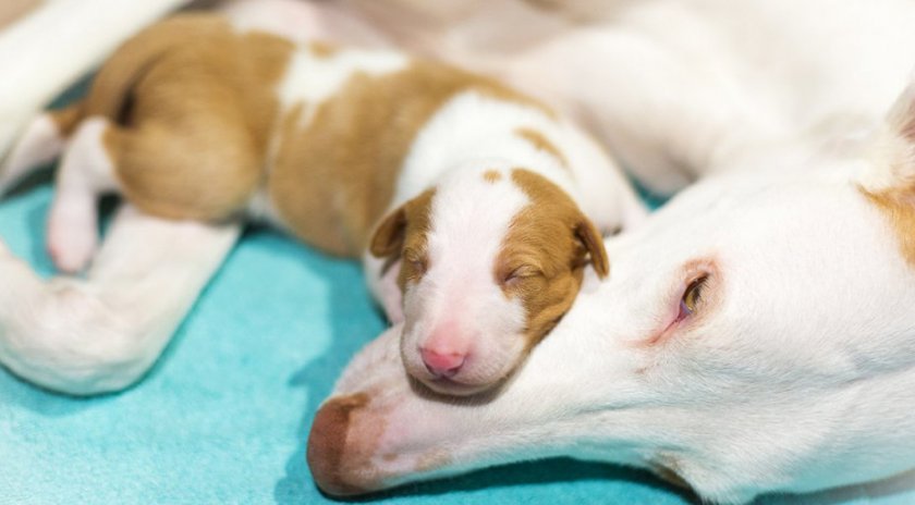 щенок щенок