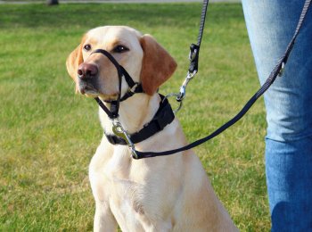 Намордник для собаки: какие есть, как выбрать, правила обучения, как самостоятельно сшить