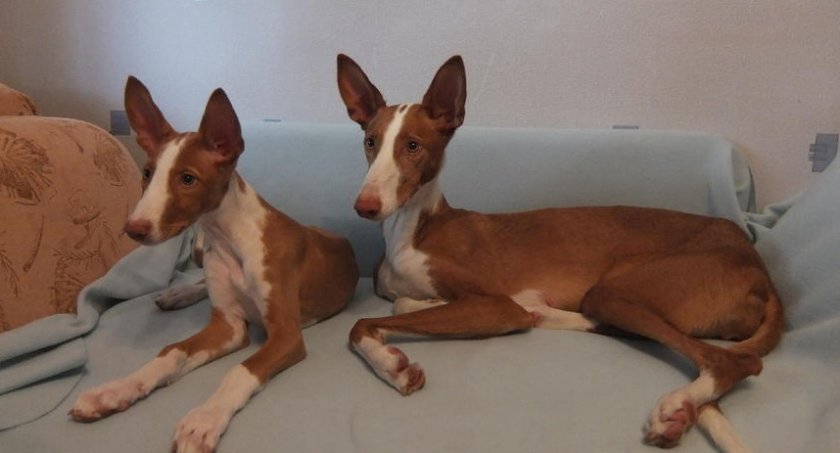 собака собака