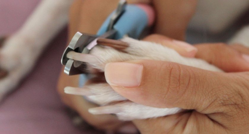 когти когти