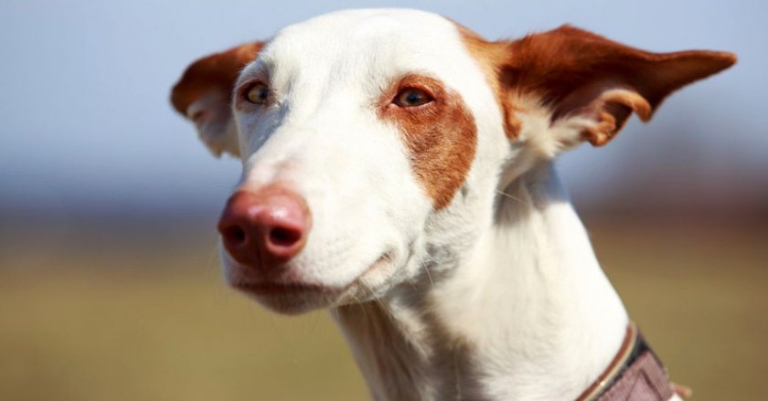 Поденко ибиценко Поденко ибиценко