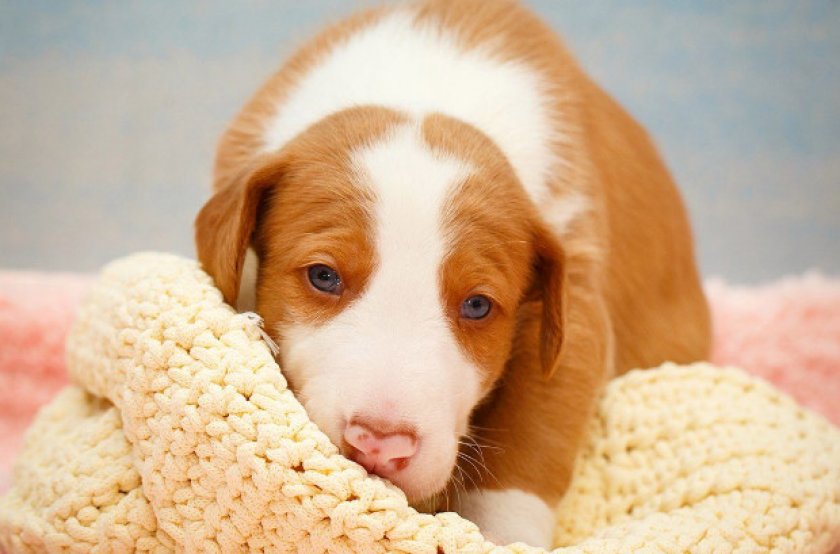 щенок щенок