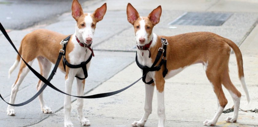 собаки собаки