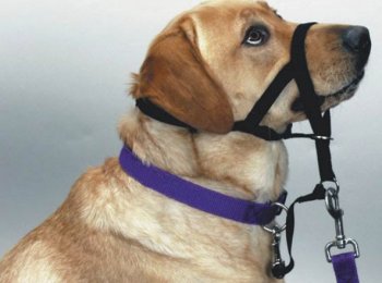 Недоуздок для собак: описание, размеры, правила эксплуатации, советы по изготовлению