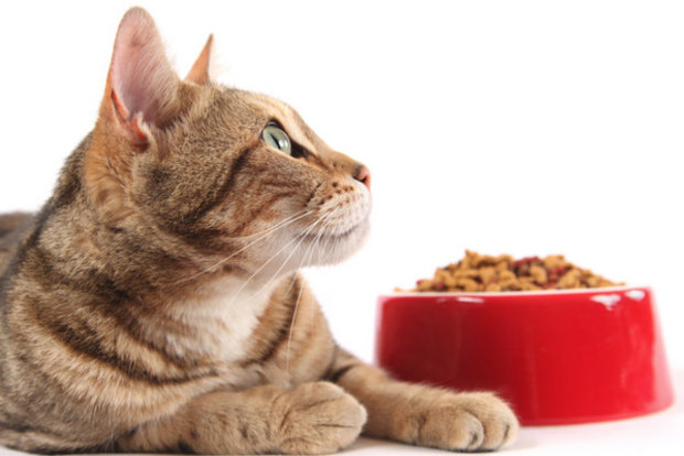 Как давать корм «Friskies» («Фрискис») кошкам: рекомендации и советы Как давать корм «Friskies» («Фрискис») кошкам: рекомендации и советы