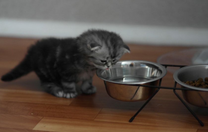 Место кормления Место кормления