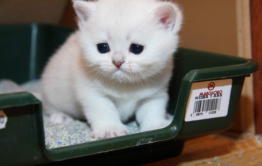 Лоток Лоток