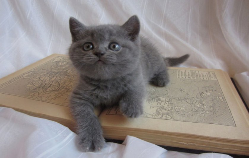 Британский котенок Британский котенок