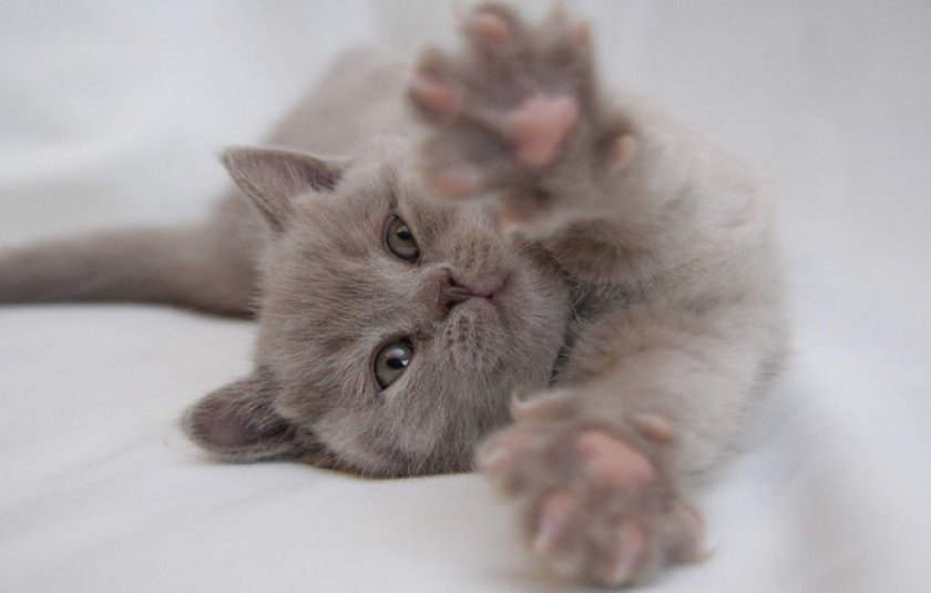 Британский котенок Британский котенок