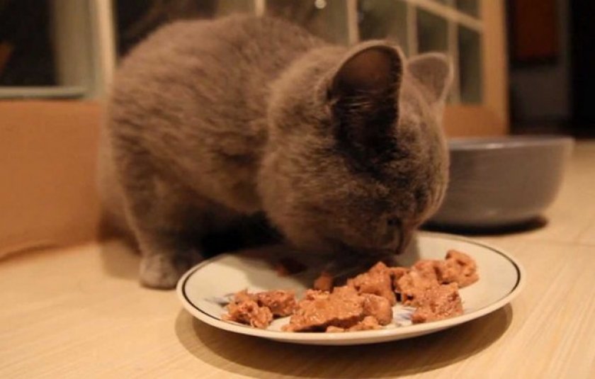 Питание котенка Питание котенка