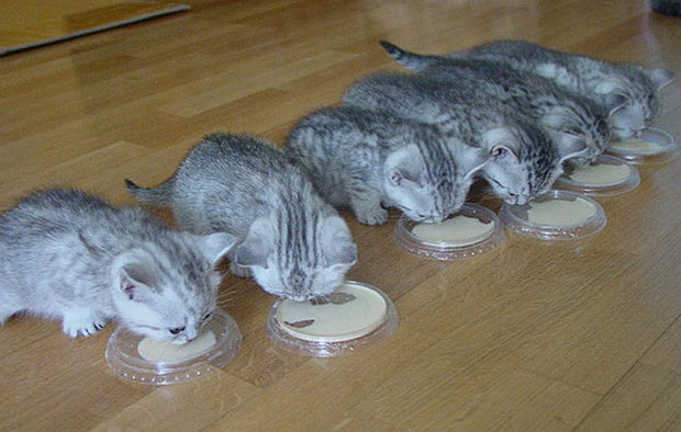 Кормление котят Кормление котят
