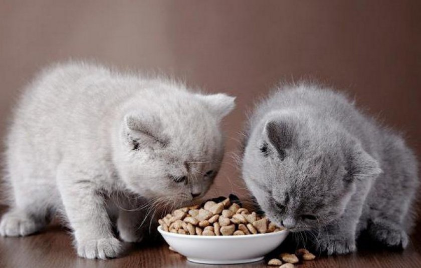 Кормление котят Кормление котят