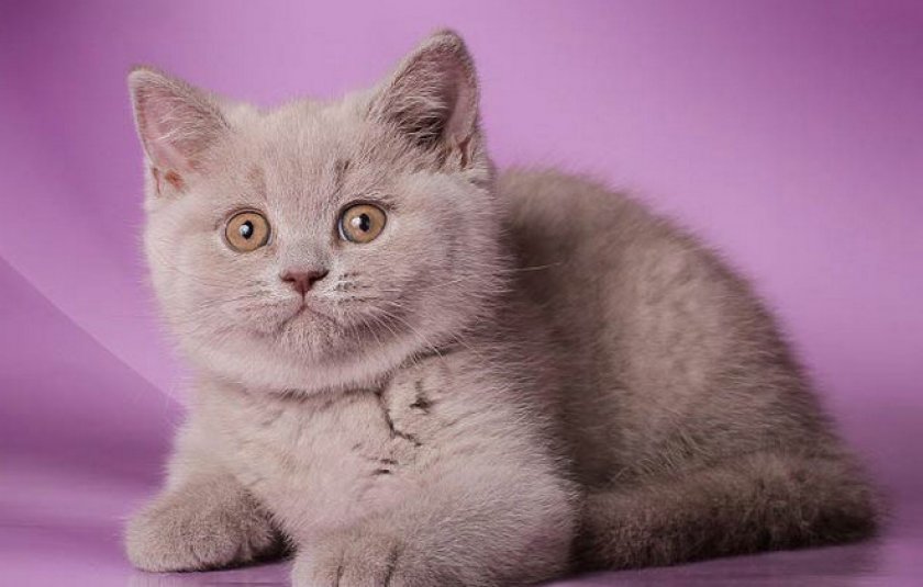Британский котенок Британский котенок