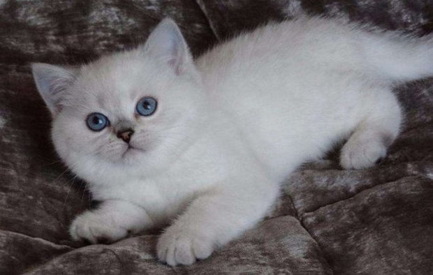 Британский котенок Британский котенок