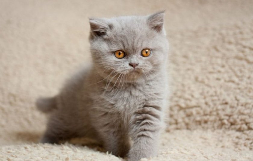 Британский котенок Британский котенок