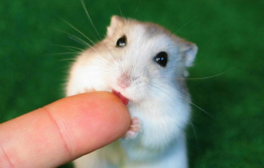 Аномалии зубов Аномалии зубов