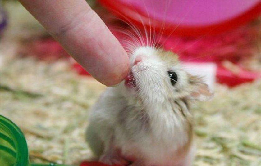 Аномалии зубов Аномалии зубов