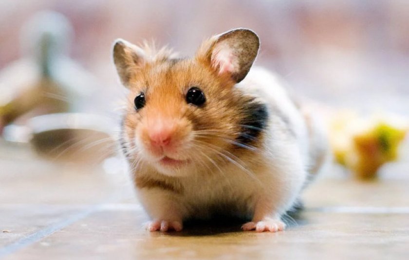 Болезнь Ауески Болезнь Ауески