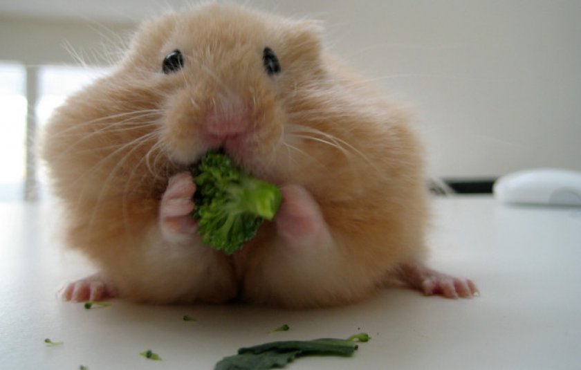 Воспаление защечных мешочков Воспаление защечных мешочков