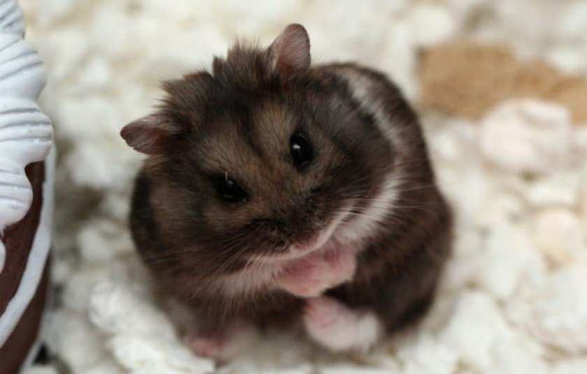 Глисты у хомяков Глисты у хомяков