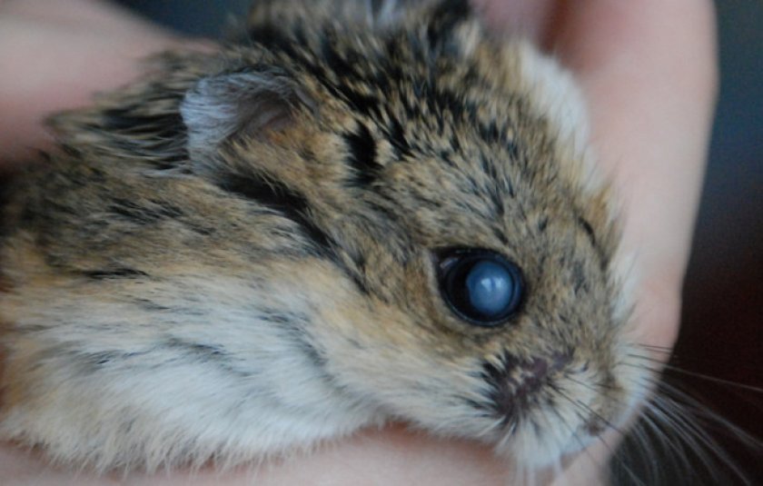 Катаракта Катаракта