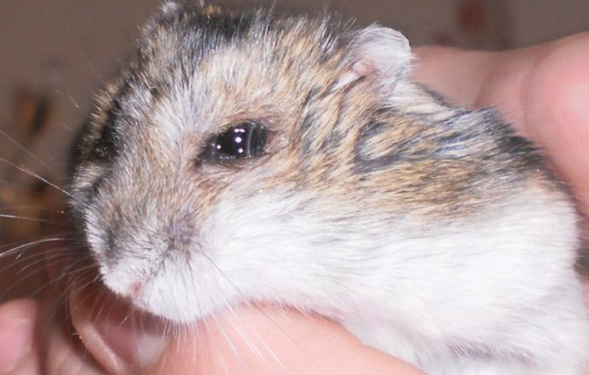 Конъюнктивит