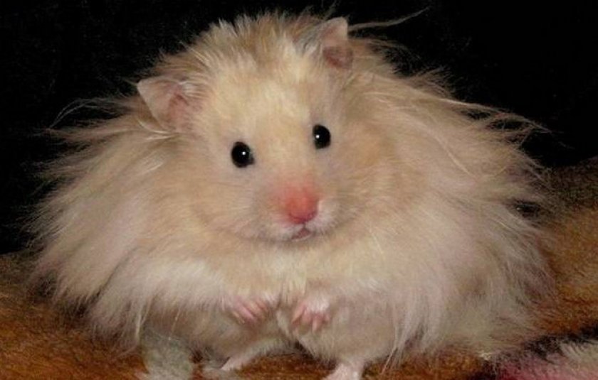 Запор Запор