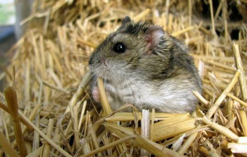 Диарея у хомяка Диарея у хомяка