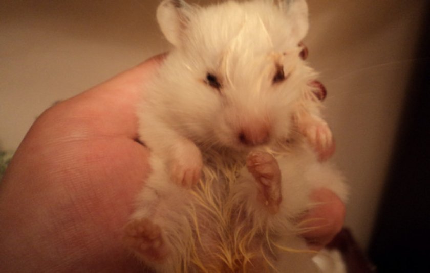 Мокрый хвост