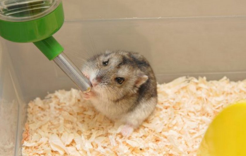 Обезвоживание Обезвоживание