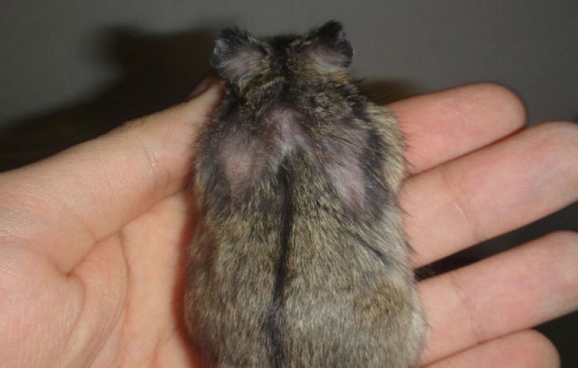 Облысение Облысение