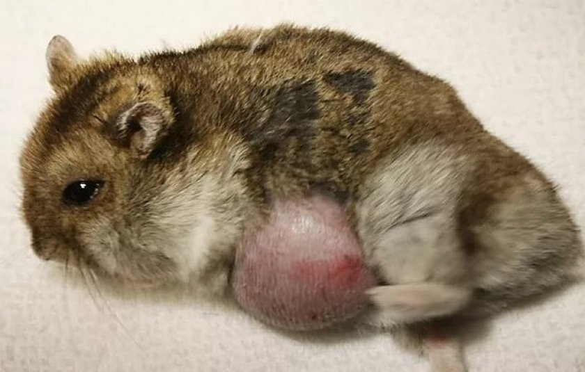 Опухоль Опухоль