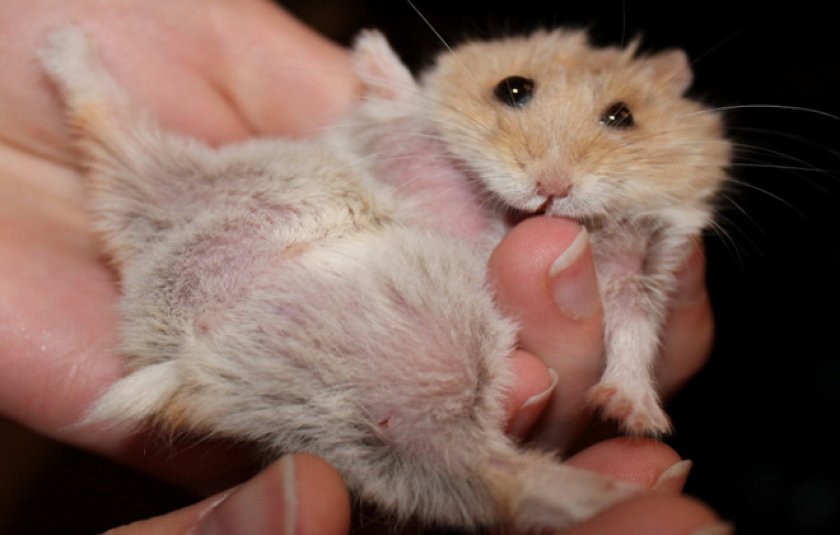 Чесотка Чесотка