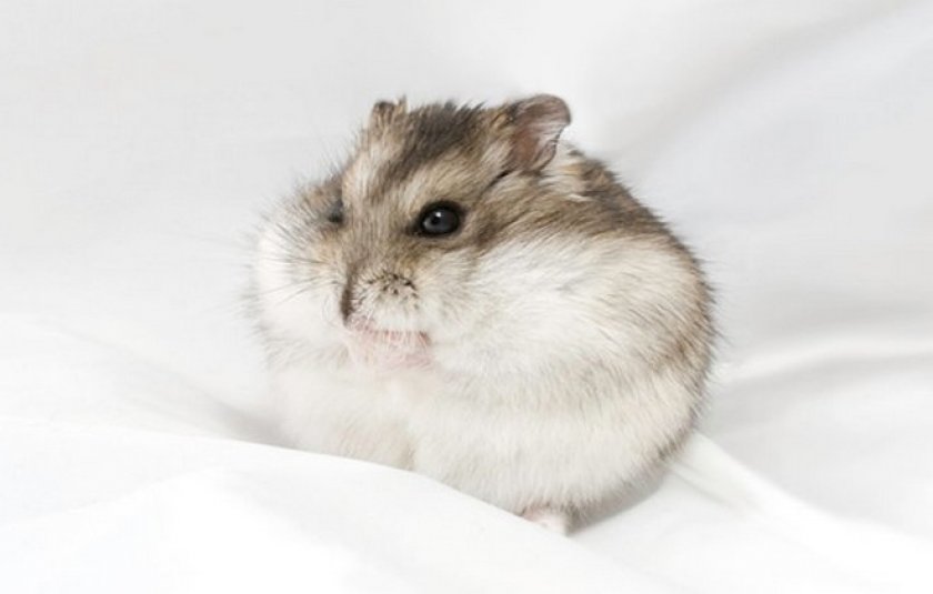 Хомяк Хомяк