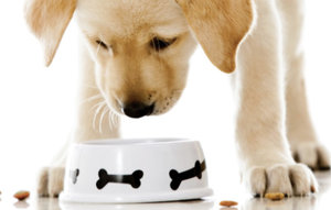 Корм для собак