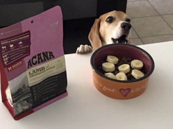 Гипоаллергенный корм для собак